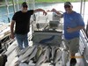 (09/03/2018) - Nice Striped Bass